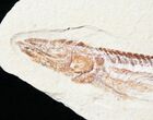 Viper Fish (Prionolepis) Fossil - Lebanon #12669-1